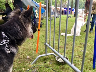 Yoko kijkt naar andere spelende honden
