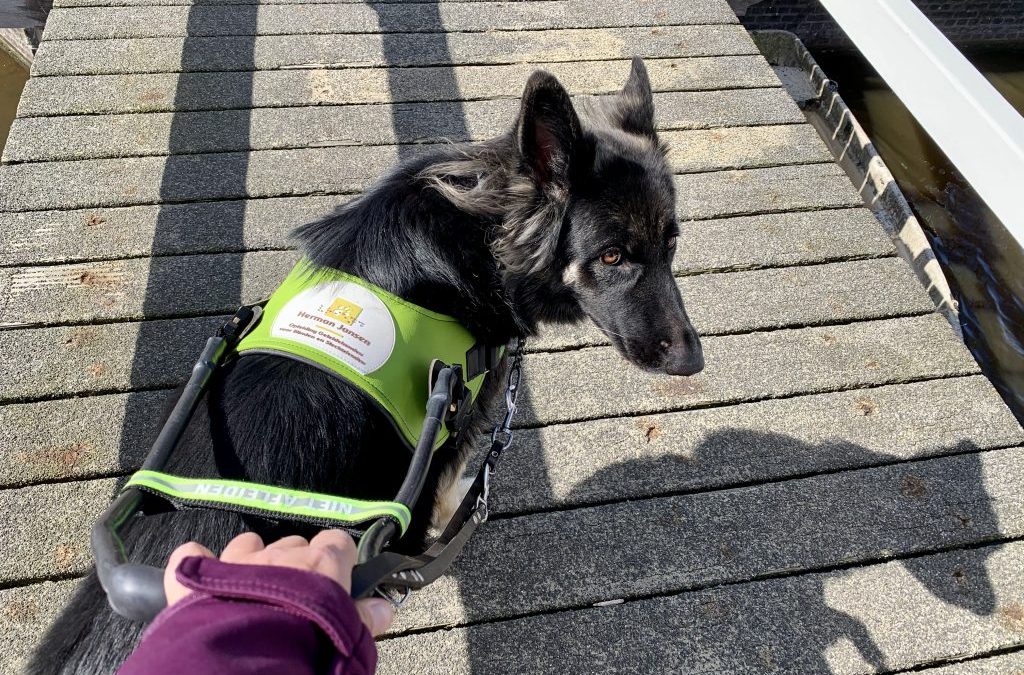 DRINGENDE OPROEP: Houd afstand van geleidehonden