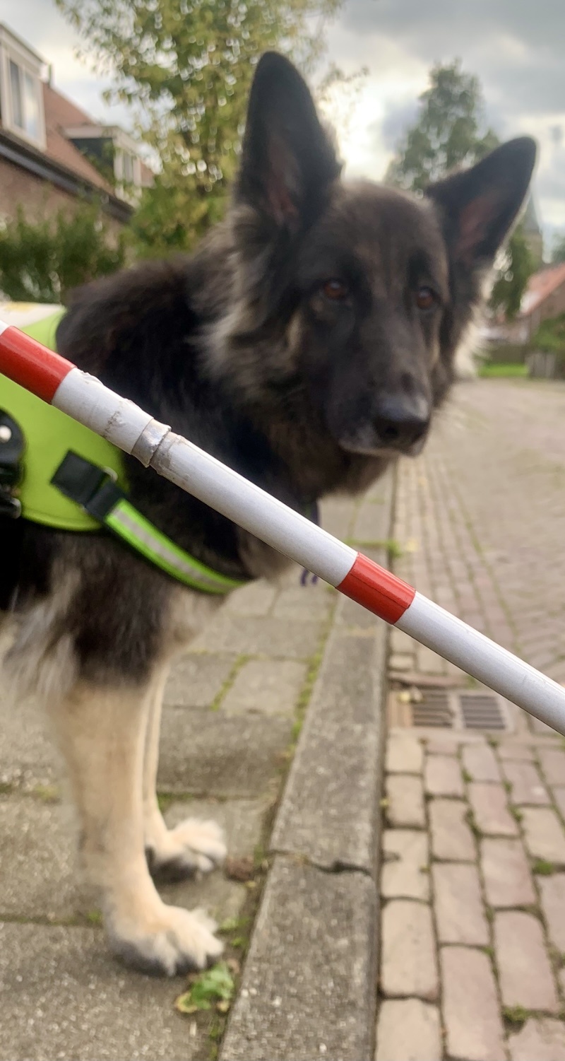 Foto van een herkennigsstok met Yoko vaag op de achtergrond