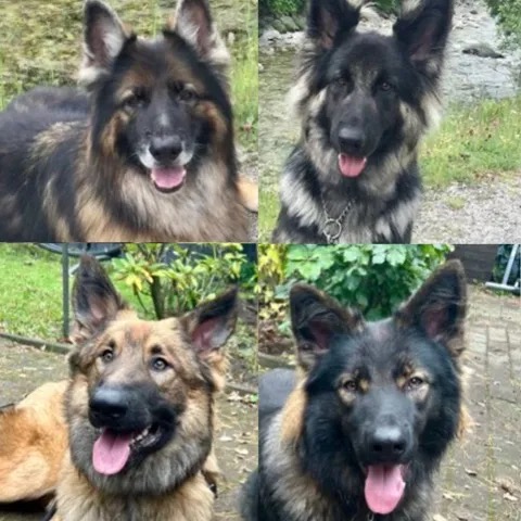 Annemiek start TikTok met Xavi en straks Lexi